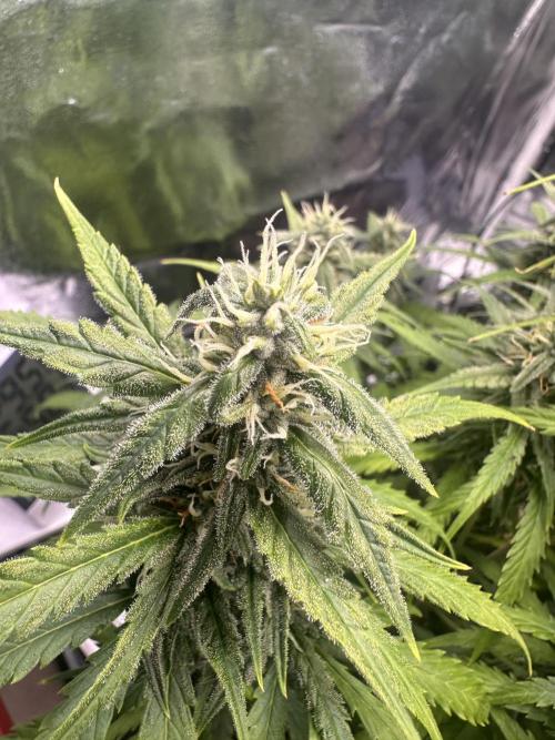 GELATO AUTO. Week 9