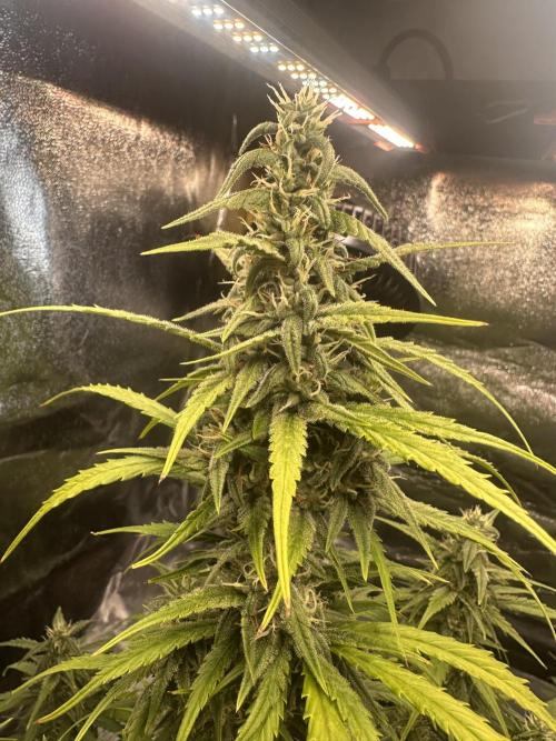 GELATO AUTO. Week 9