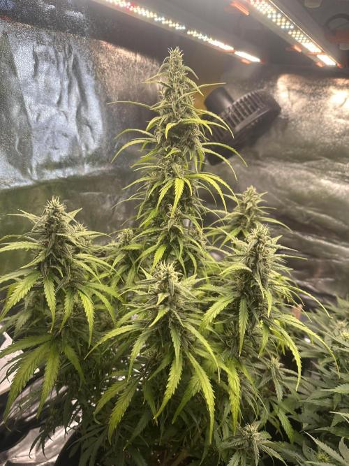 GELATO AUTO. Week 9