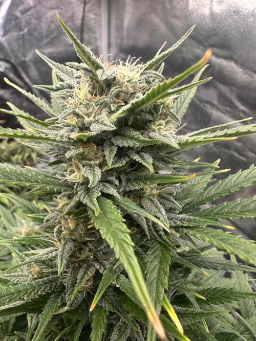 ORANGE SHERBERT AUTO. Week 9