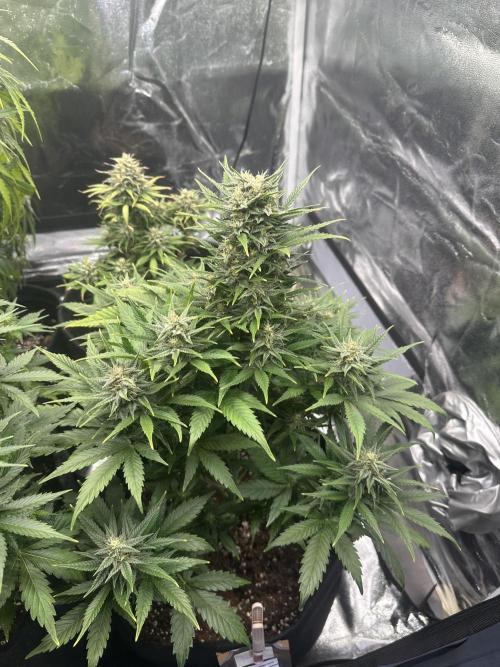 ORANGE SHERBERT AUTO. Week 9
