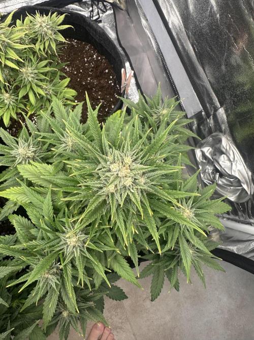 ORANGE SHERBERT AUTO. Week 9