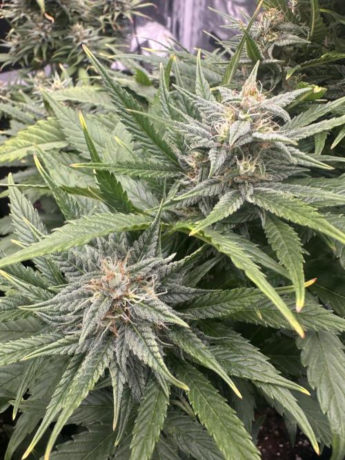 ORANGE SHERBERT AUTO. Week 9