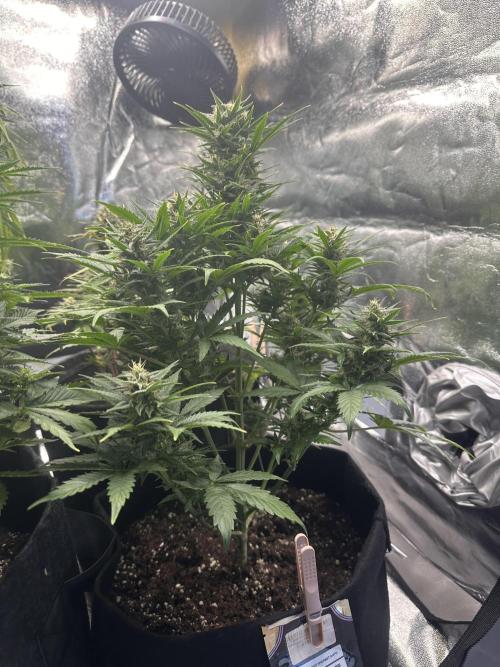 ORANGE SHERBERT AUTO. Week 9