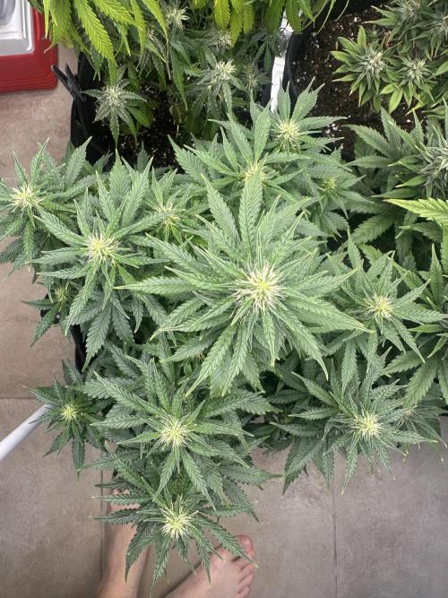 STRAWBERRY GORILLA AUTO. Week 9