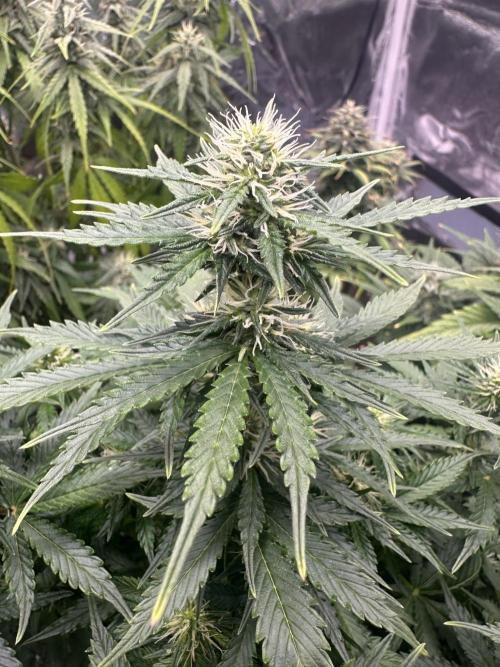 STRAWBERRY GORILLA AUTO. Week 9