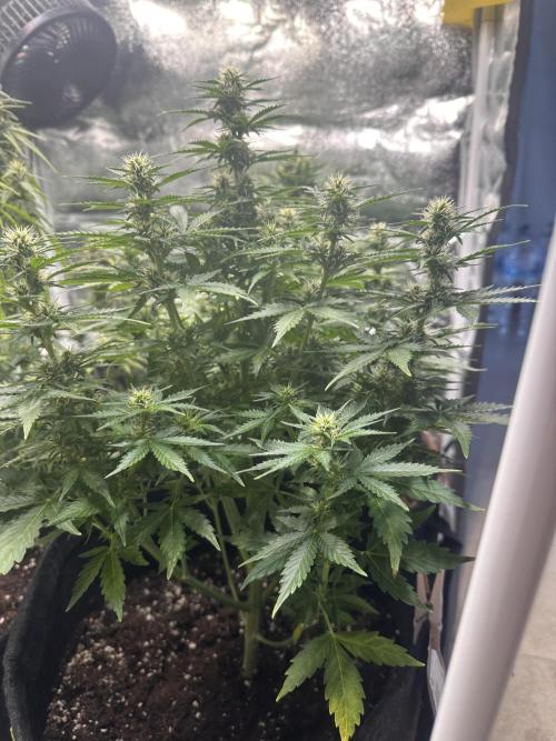 STRAWBERRY GORILLA AUTO. Week 9
