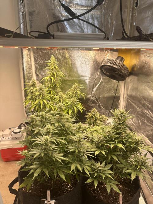 STRAWBERRY GORILLA AUTO. Week 9
