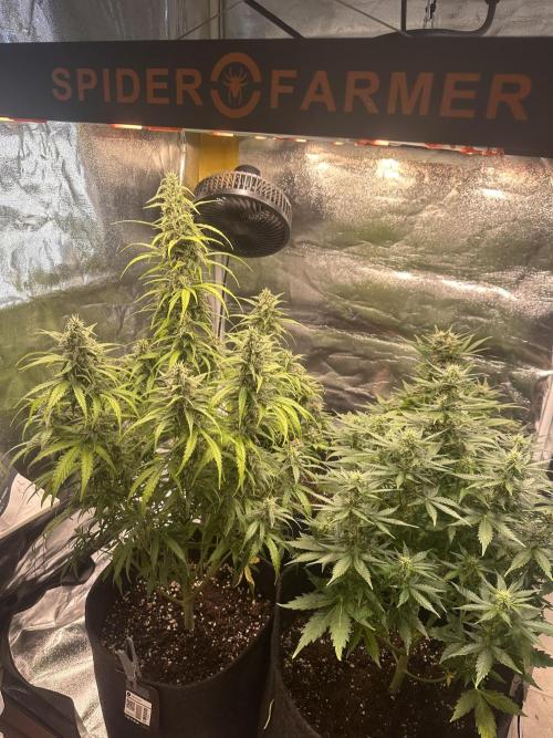 STRAWBERRY GORILLA AUTO. Week 9