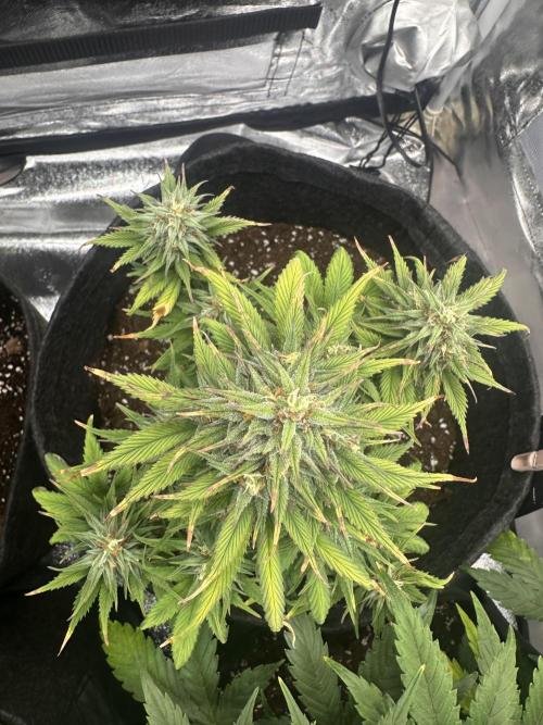 GORILLA COOKIES AUTO. Week 9