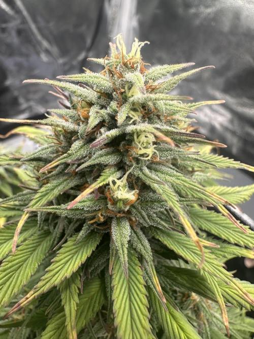 GORILLA COOKIES AUTO. Week 9