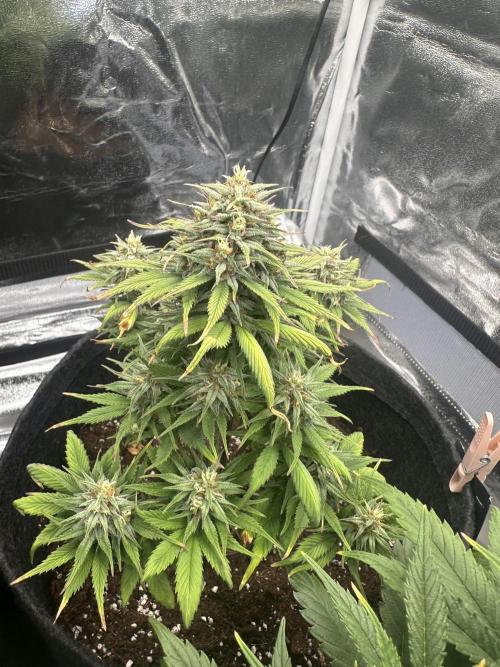 GORILLA COOKIES AUTO. Week 9