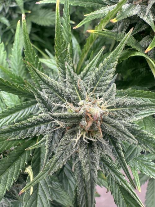 ORANGE SHERBERT AUTO. Week 10
