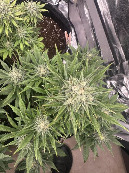 ORANGE SHERBERT AUTO. Week 10