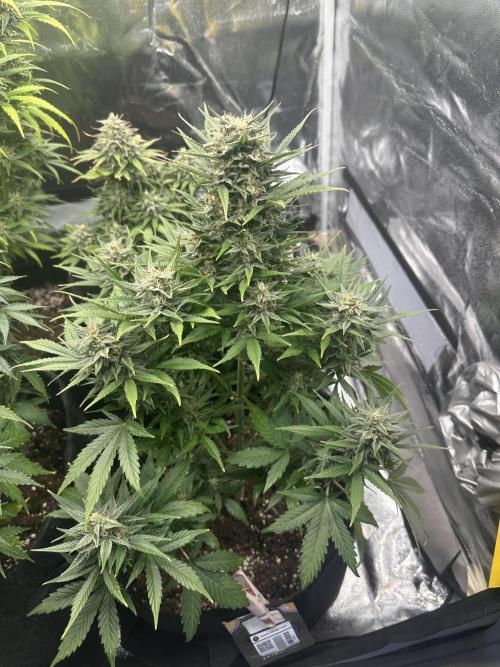 ORANGE SHERBERT AUTO. Week 10