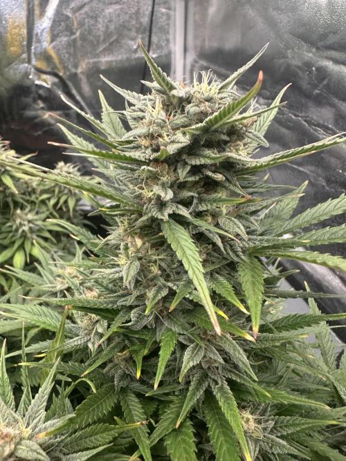 ORANGE SHERBERT AUTO. Week 10