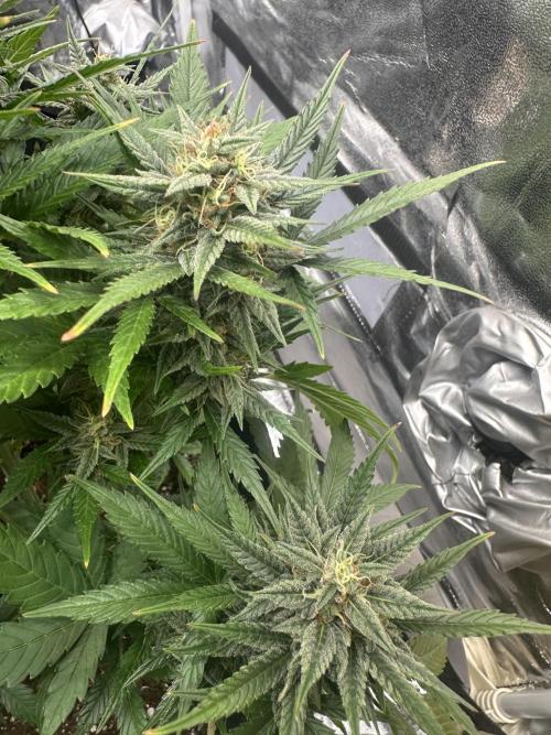 ORANGE SHERBERT AUTO. Week 10