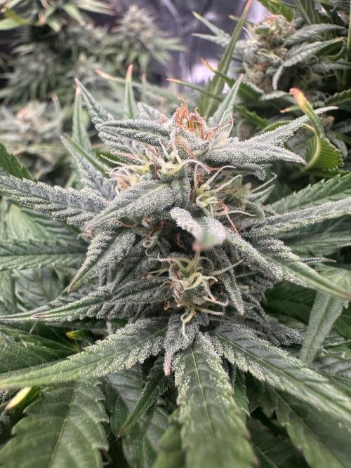 ORANGE SHERBERT AUTO. Week 10