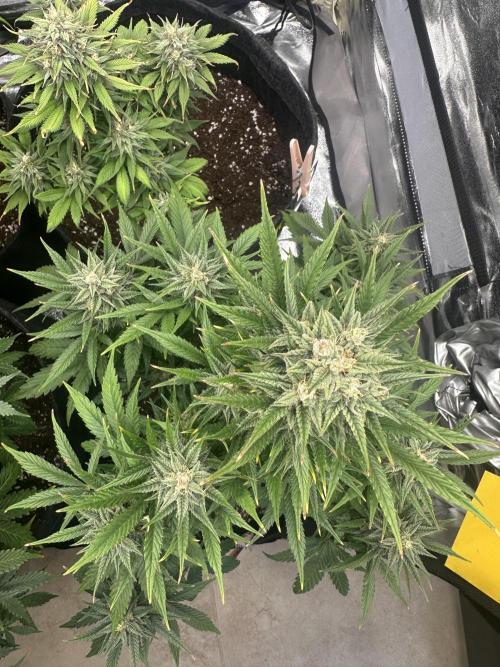 ORANGE SHERBERT AUTO. Week 10