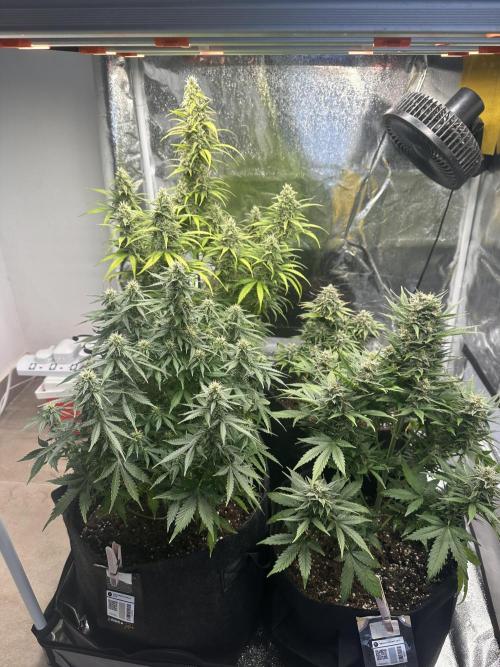 ORANGE SHERBERT AUTO. Week 10