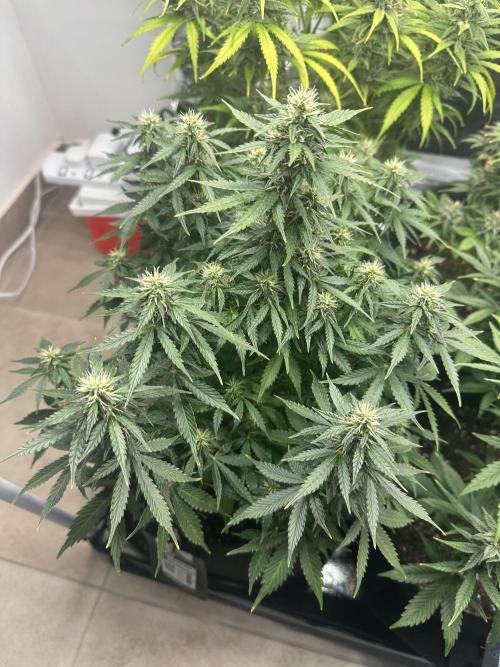 STRAWBERRY GORILLA AUTO. Week 10