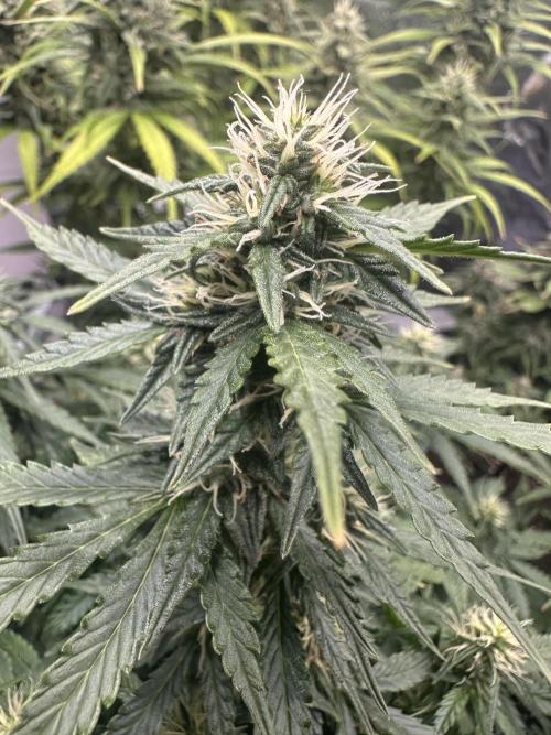 STRAWBERRY GORILLA AUTO. Week 10