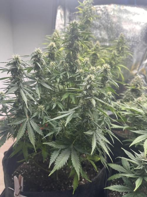 STRAWBERRY GORILLA AUTO. Week 10