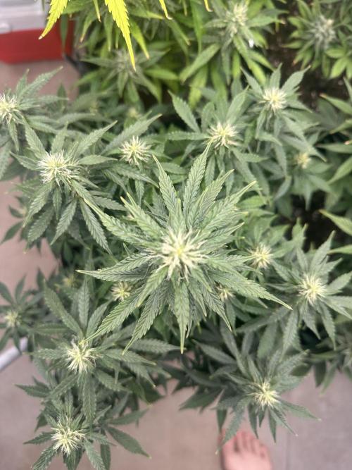 STRAWBERRY GORILLA AUTO. Week 10
