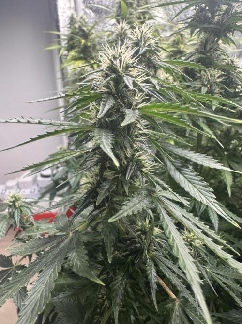 STRAWBERRY GORILLA AUTO. Week 10