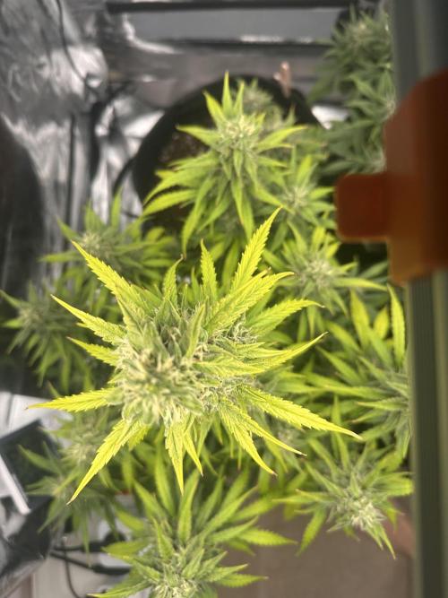 GELATO AUTO. Week 10
