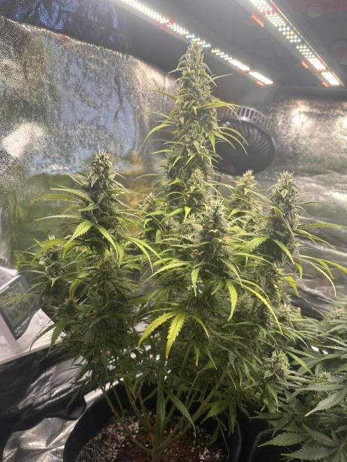 GELATO AUTO. Week 10