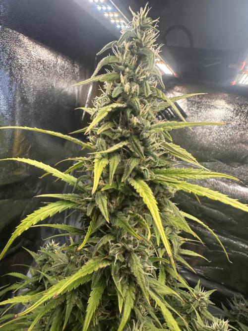 GELATO AUTO. Week 10