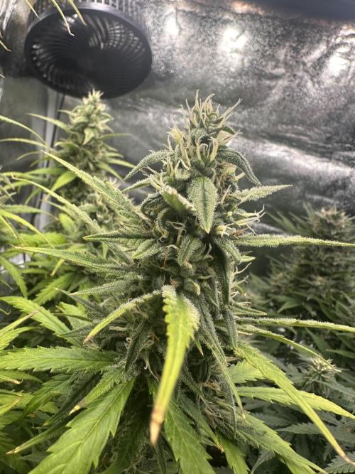 GELATO AUTO. Week 10