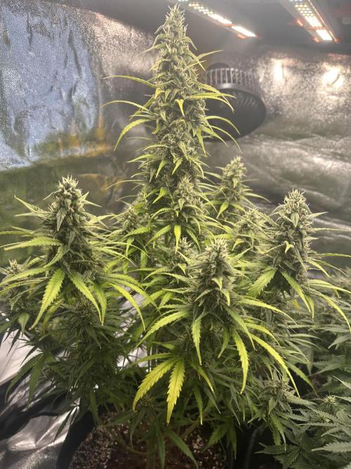 GELATO AUTO. Week 10