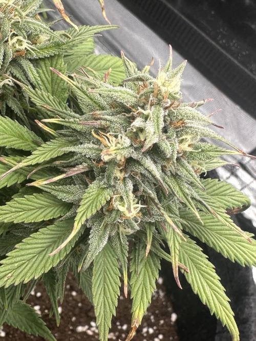 GORILLA COOKIES AUTO. Week 10