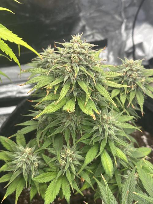 GORILLA COOKIES AUTO. Week 10