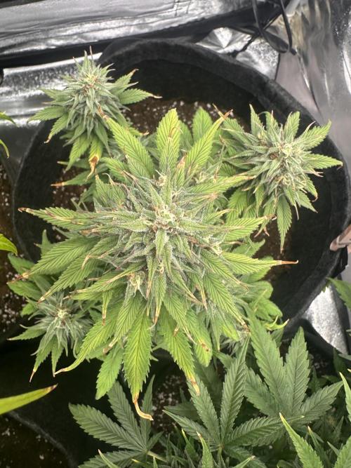GORILLA COOKIES AUTO. Week 10