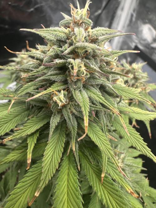 GORILLA COOKIES AUTO. Week 10