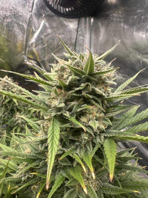 ORANGE SHERBERT AUTO. Week 11