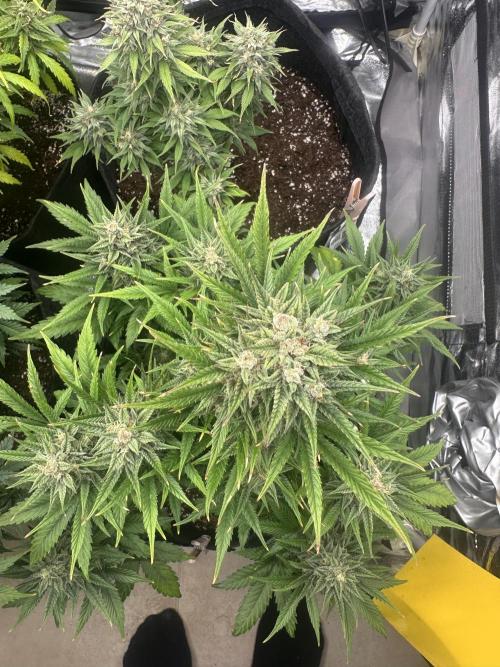 ORANGE SHERBERT AUTO. Week 11