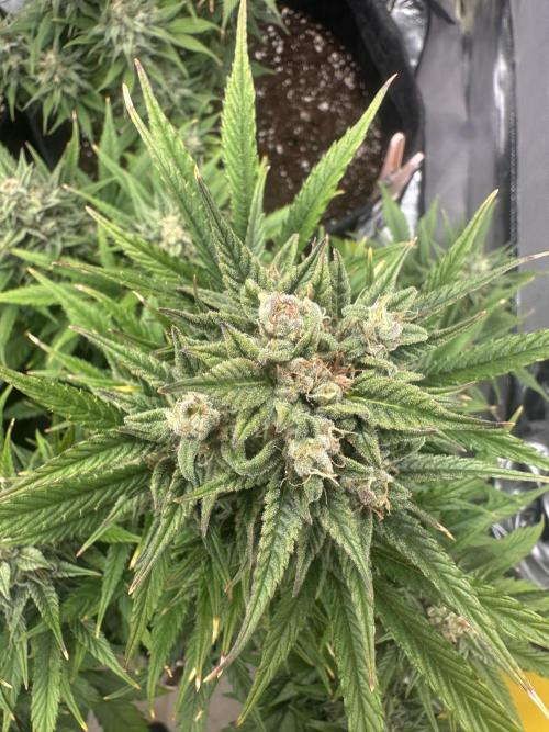 ORANGE SHERBERT AUTO. Week 11