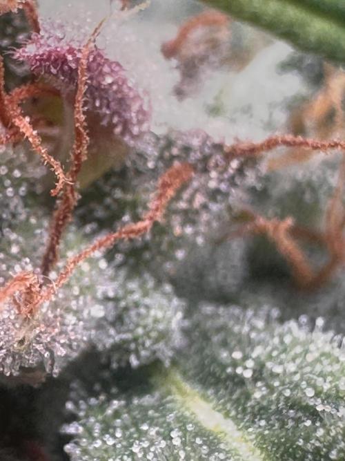 ORANGE SHERBERT AUTO. Week 11