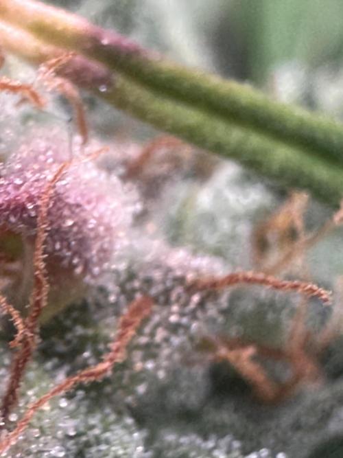 ORANGE SHERBERT AUTO. Week 11