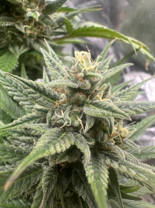 ORANGE SHERBERT AUTO. Week 11