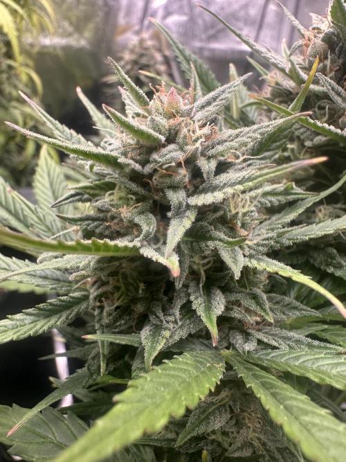 ORANGE SHERBERT AUTO. Week 11