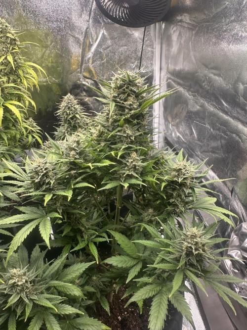 ORANGE SHERBERT AUTO. Week 11