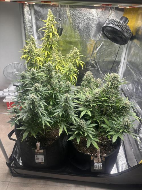 Orange Sherbet Auto. Week 11
