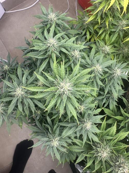 STRAWBERRY GORILLA AUTO. Week 11