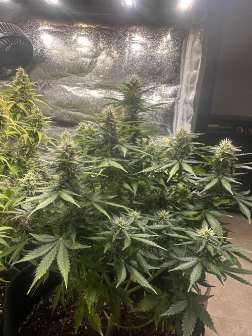 STRAWBERRY GORILLA AUTO. Week 11