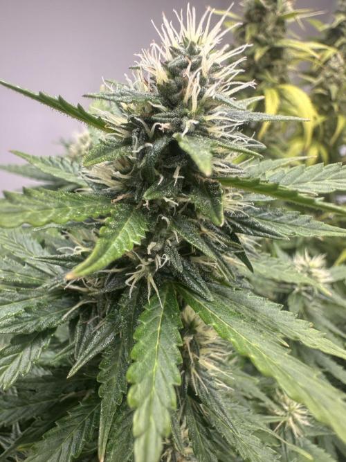 STRAWBERRY GORILLA AUTO. Week 11